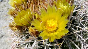 Barrel cactus bloom closeup