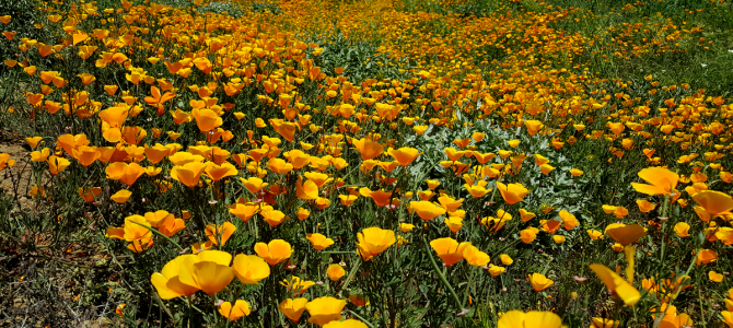 Anza Borrego Super Bloom Alternatives