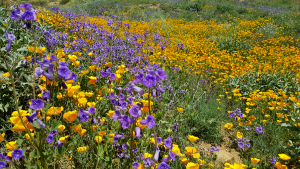 California Poppies near Lake Elsinore