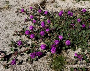 Sand Verbena