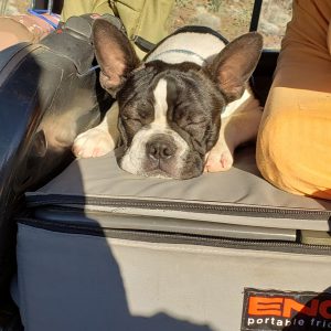 Oliver our Boston Terrier finds camping exhausting.