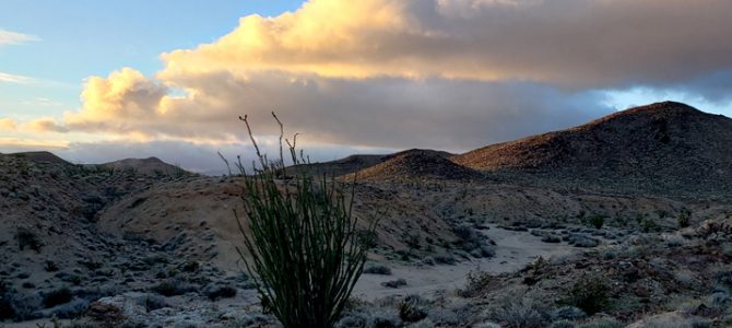 Super Moon and Super Bloom