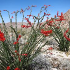 Hunting for Anza Borrego Wildflowers – 2012