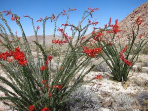 Blooming Ocotillo in Indian Valley