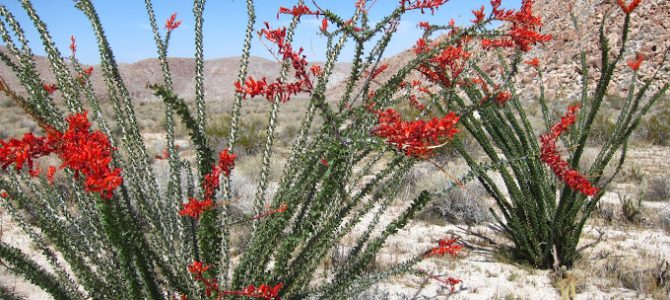 Hunting for Anza Borrego Wildflowers – 2012