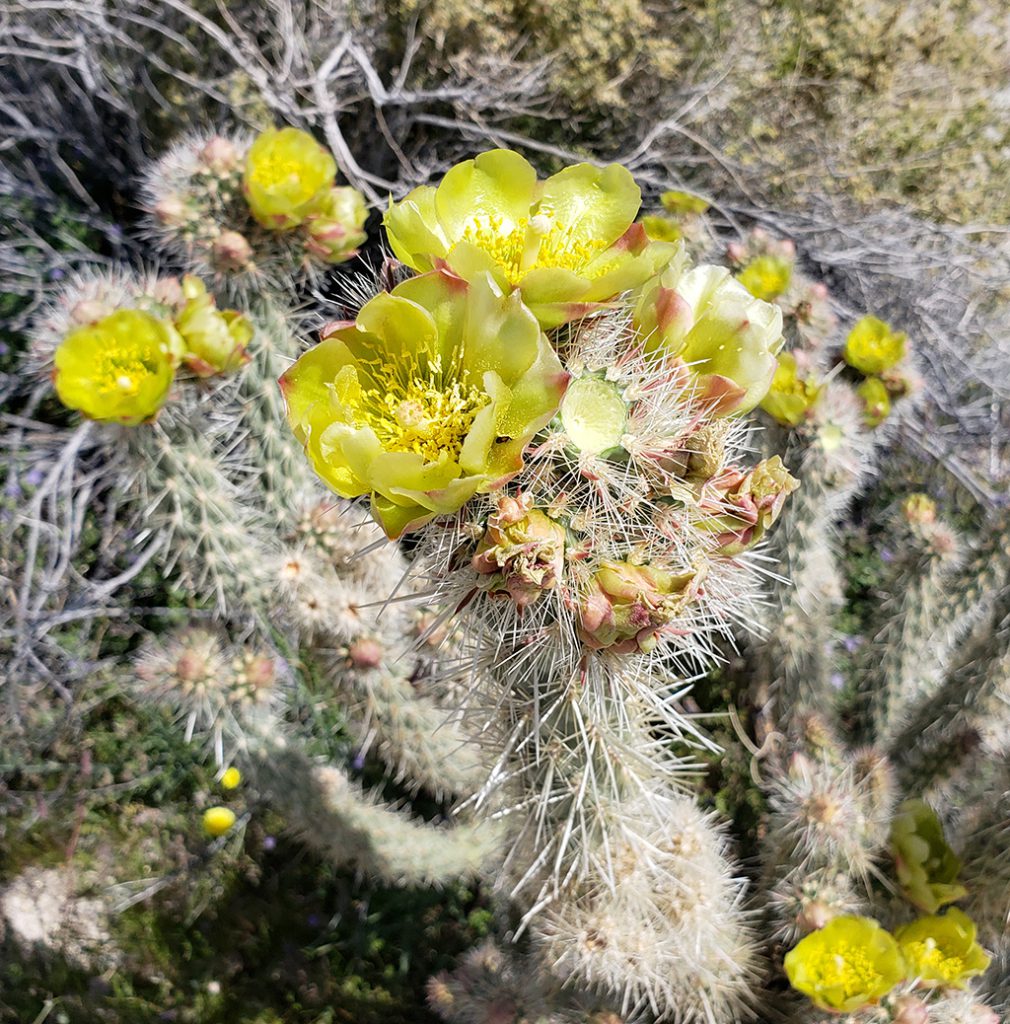 Anza Borrego Cholla Blooms