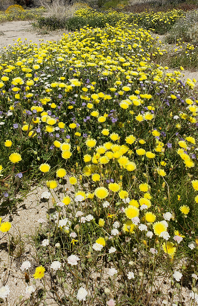 Desert Dandelions in Anza Borrego