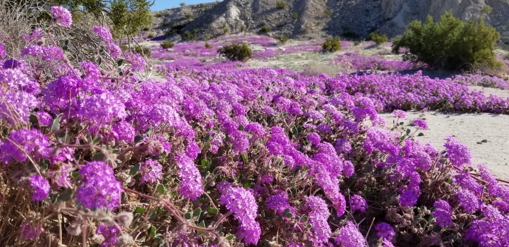 Desert Sand Verbena