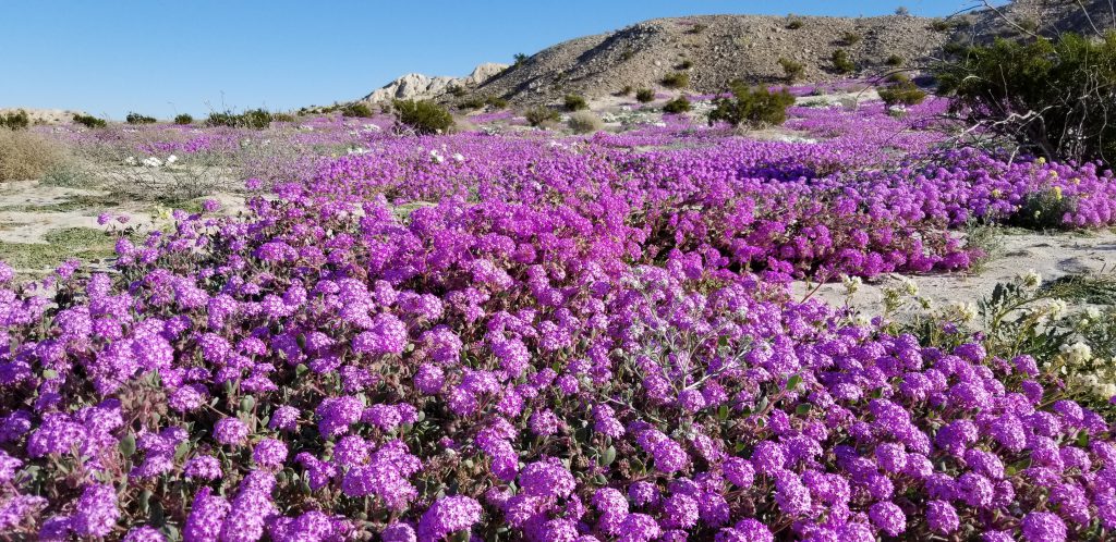 Anza Borrego Winter Wildflower Bloom