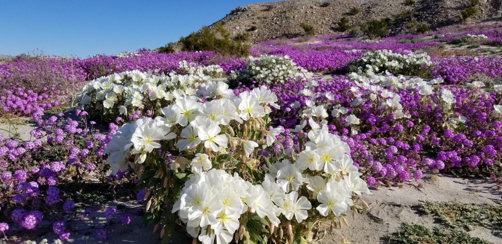 Anza Borrego Winter Wildflower Bloom