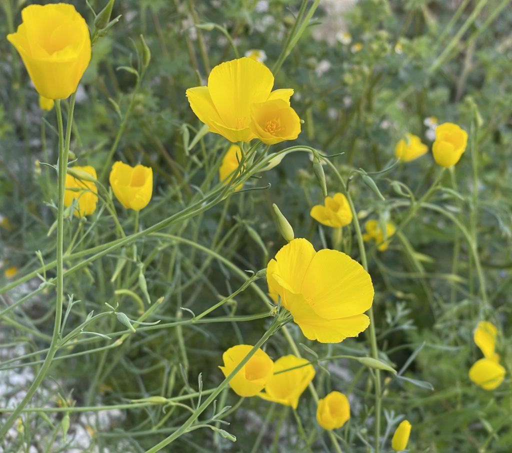 Desert Poppies (Parish's Poppy) in Anza Borrego