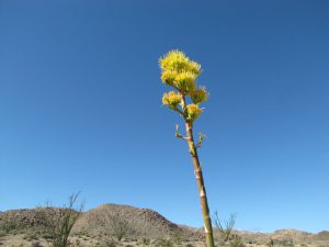 Blooming Agave in Mortero Wash