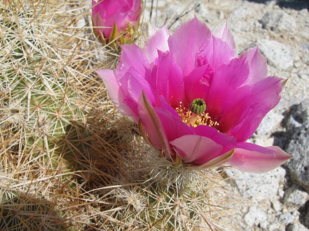 Cactus Bloom in Indian Valley Anza Borrego Desert