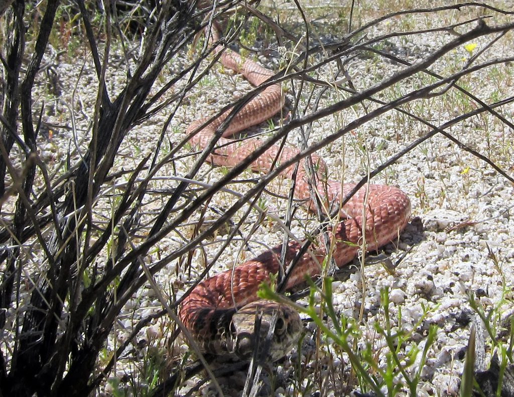 Red Racer who was very curious as to what we were doing out here 😀