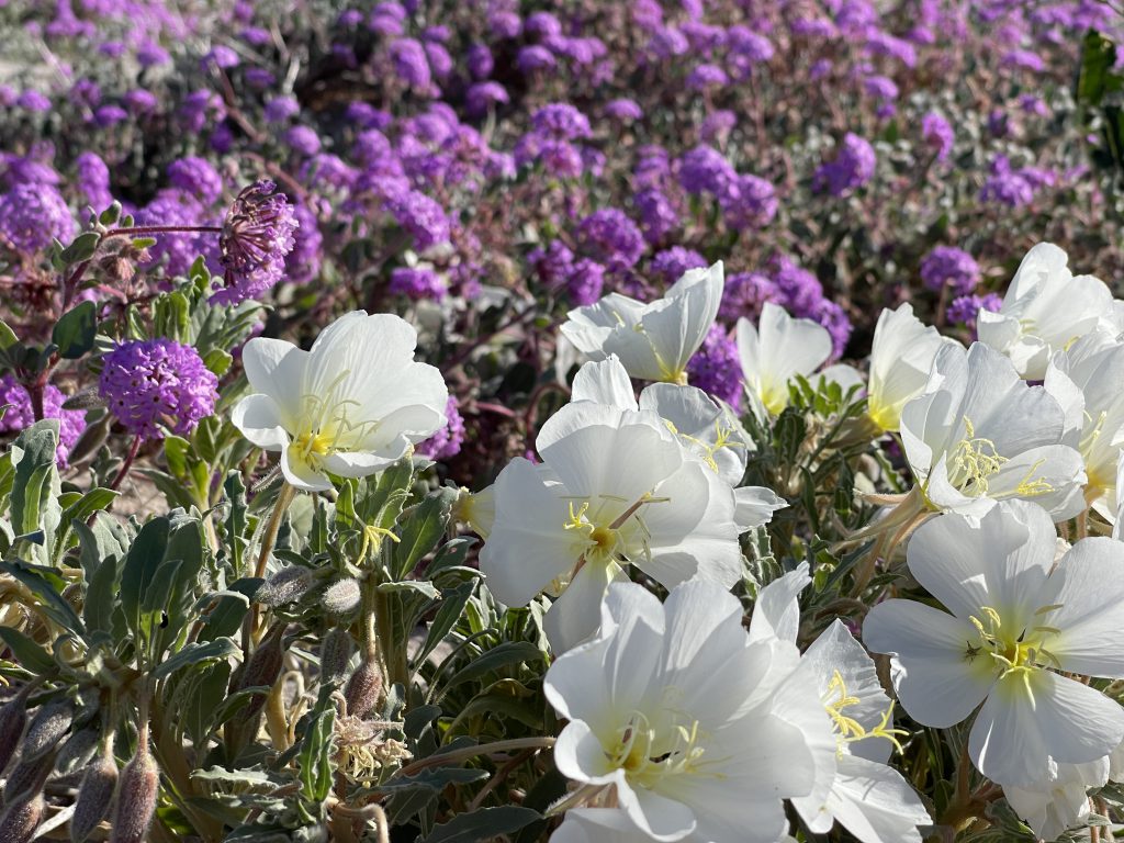 Anza Borrego Winter Wildflower Bloom