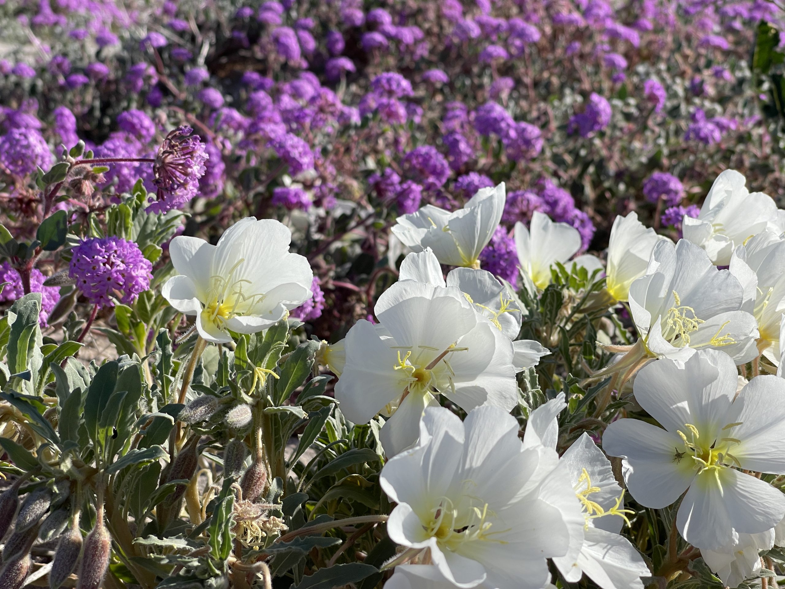 Winter Wildflower Search In Anza Borrego February 2023