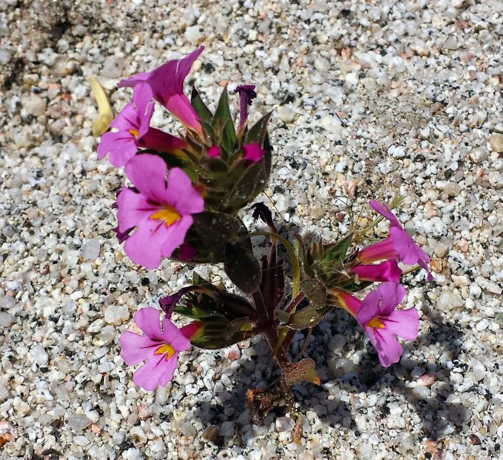 Bigelow's Monkey Flower in prefers Sandy Soil - Anza Borrego Desert