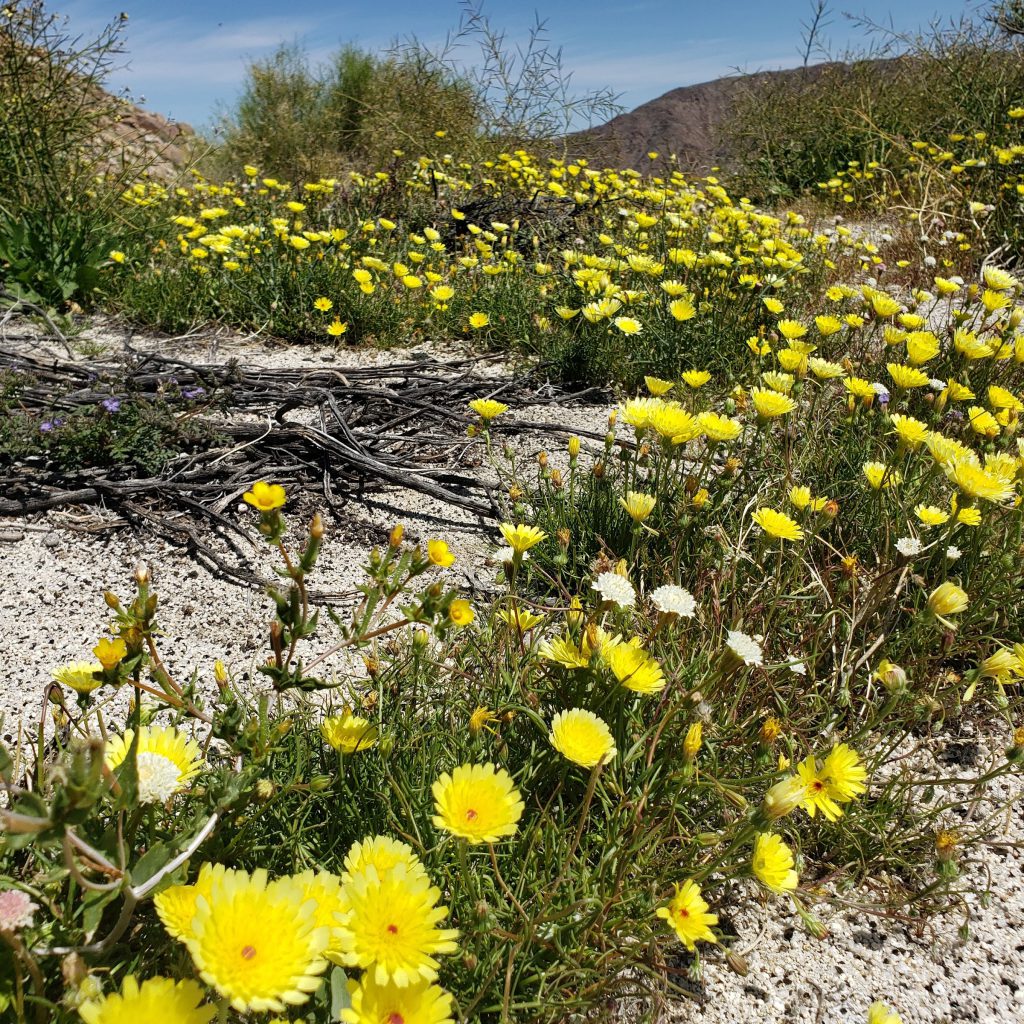 Desert Dandelions in Carrizo Gorge - Anza Borrego Desert