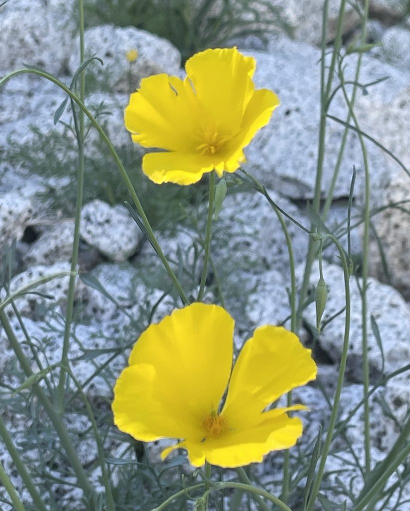 Parish's Poppy in the Anza Borrego Desert