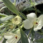 Ghost Flower - Mohavea confertiflora