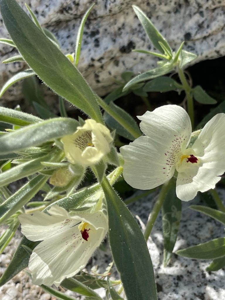 Ghost Flower In the Anza Borrego Desert