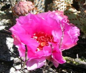 Beavertail Cactus Bloom Anza Borrego