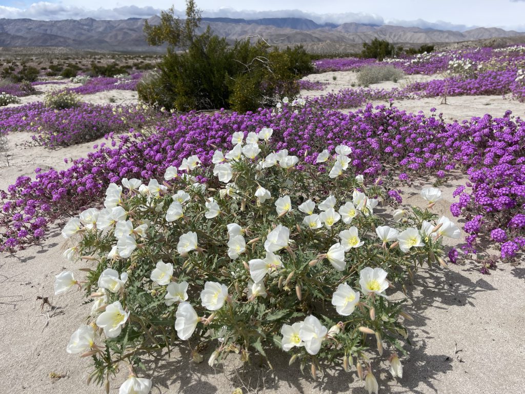 Desert Primrose and Sand Verbena - Anza Borrego Desert