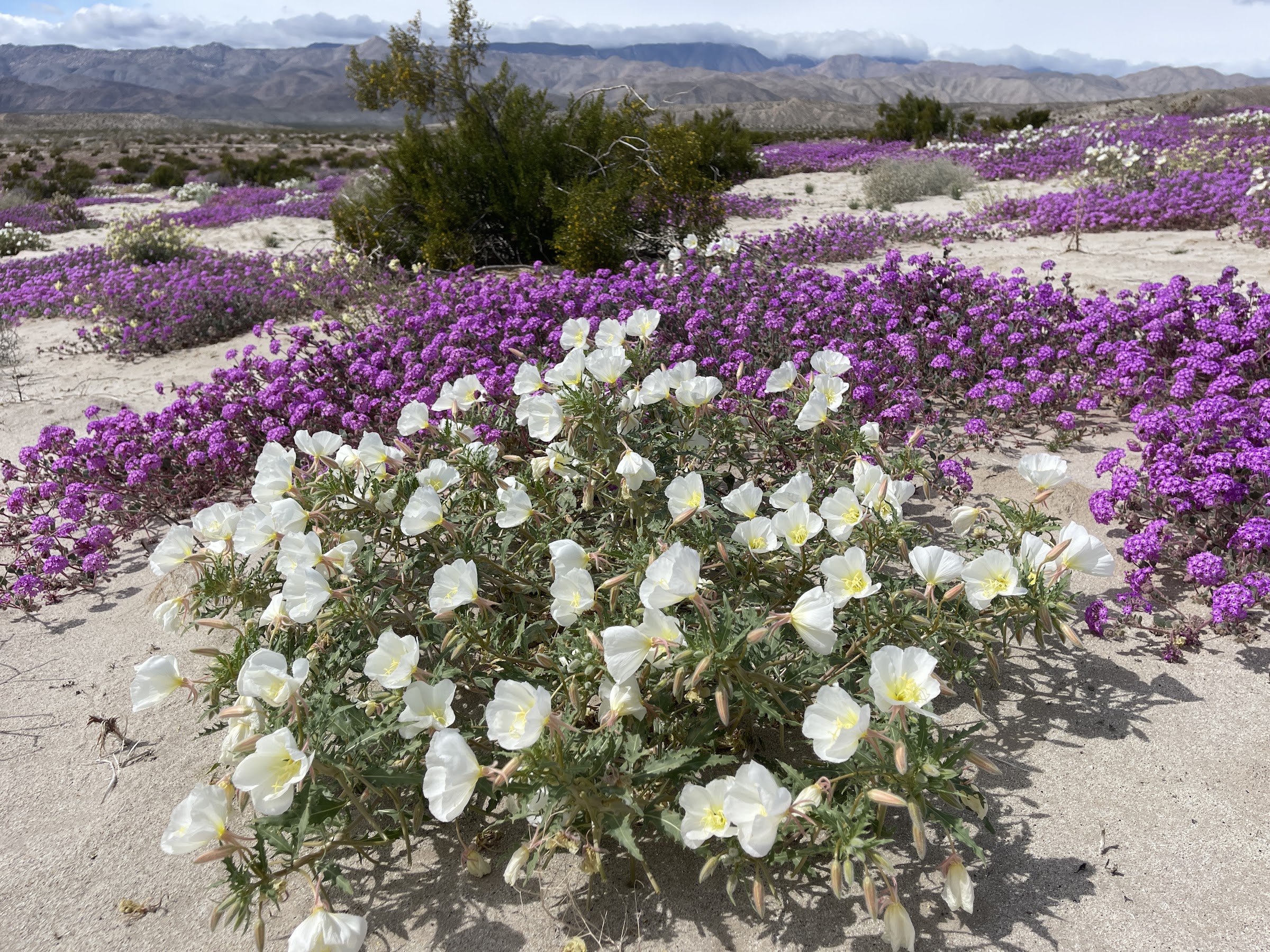 Anza Borrego Wildflower Update March 2023