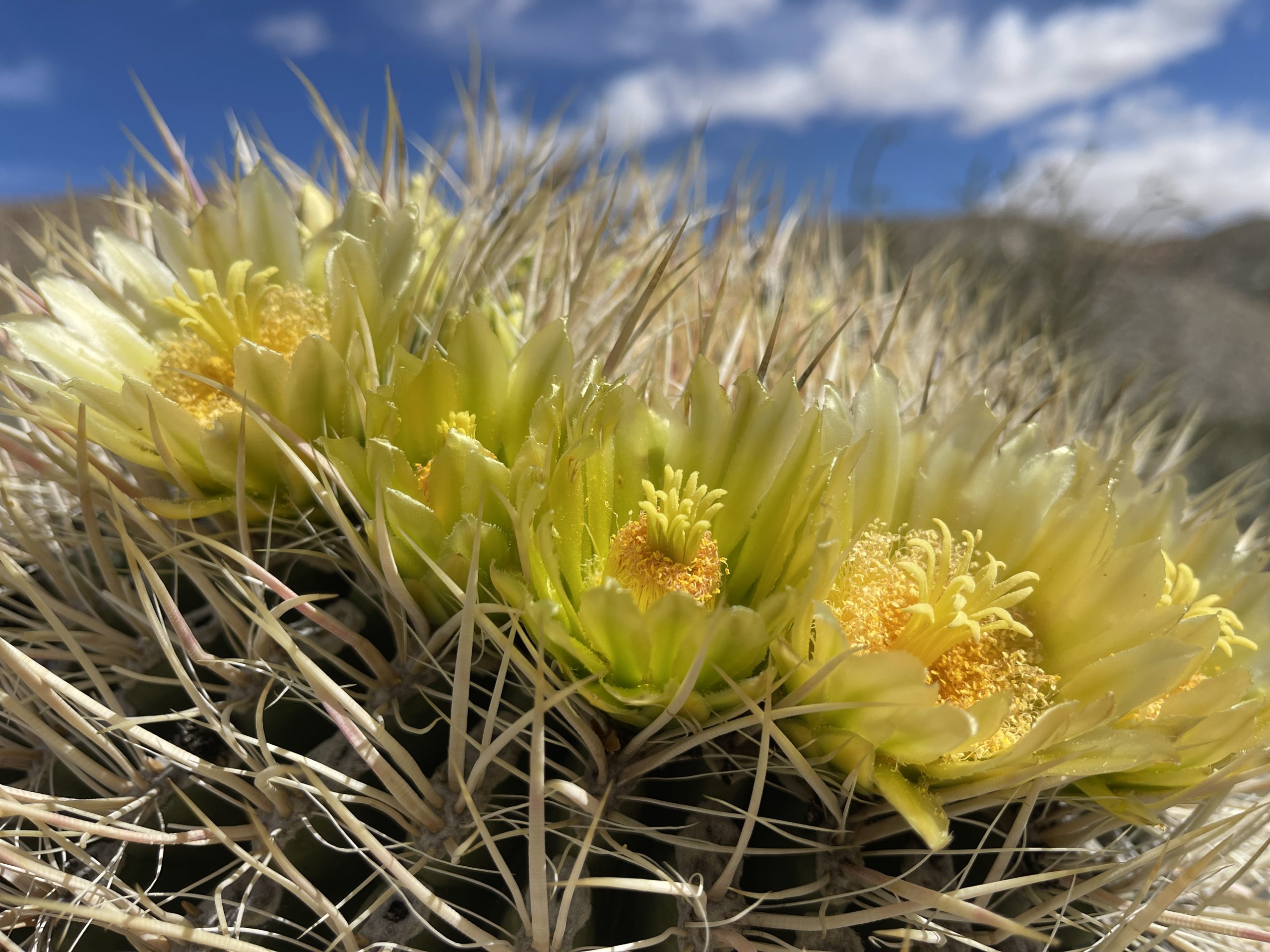 Honey Bee Pollinating A California Barrel Cactus