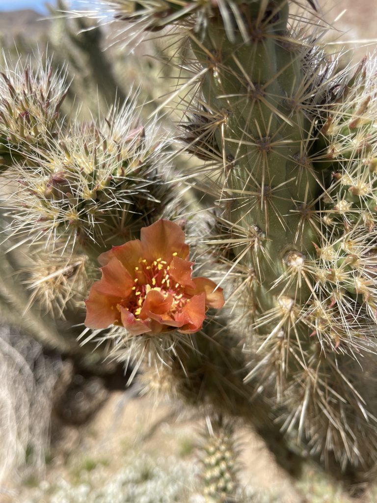 Buckhorn Cholla Flowering in Anza Borrego