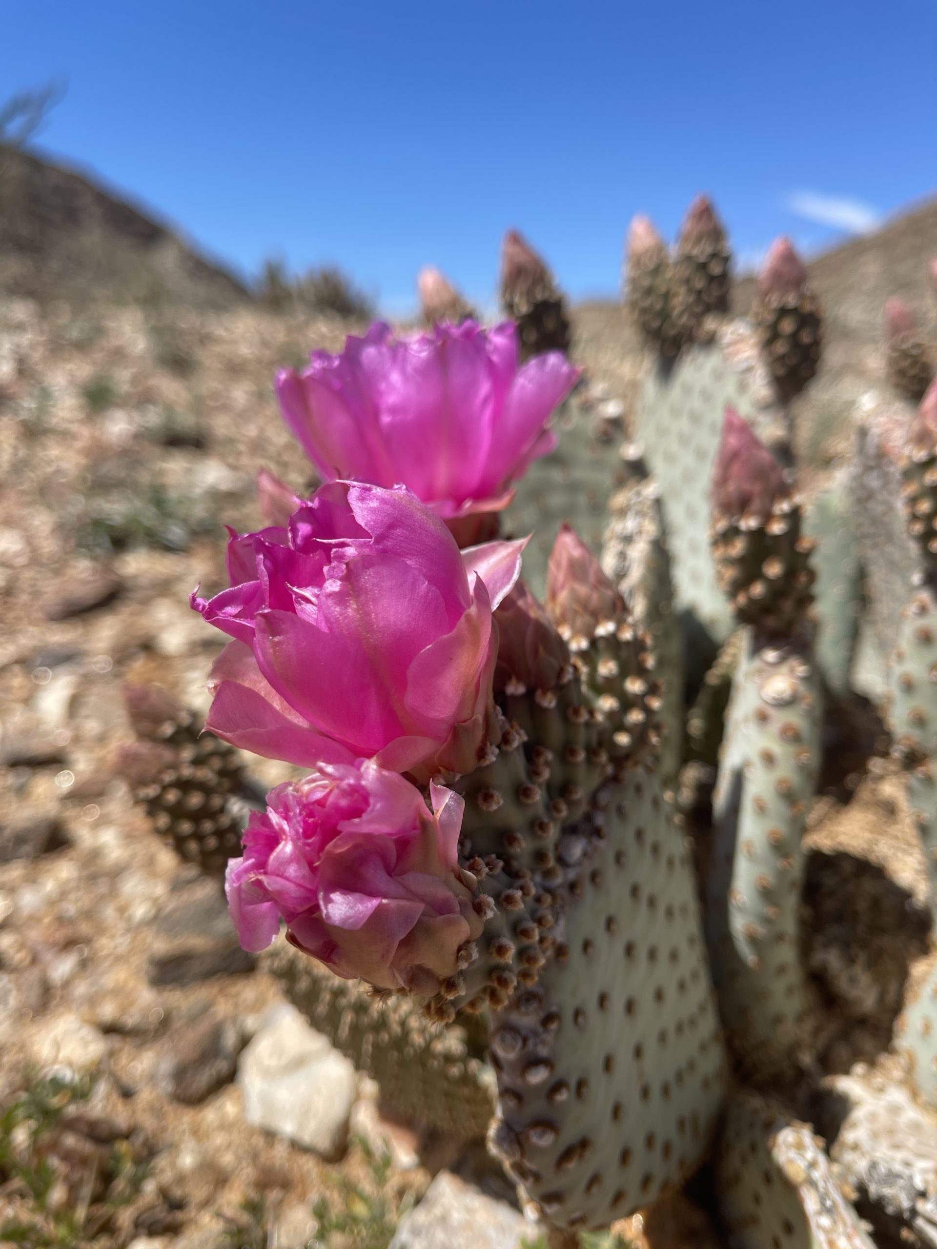 Tracking Down Cactus Blooms In Anza Borrego