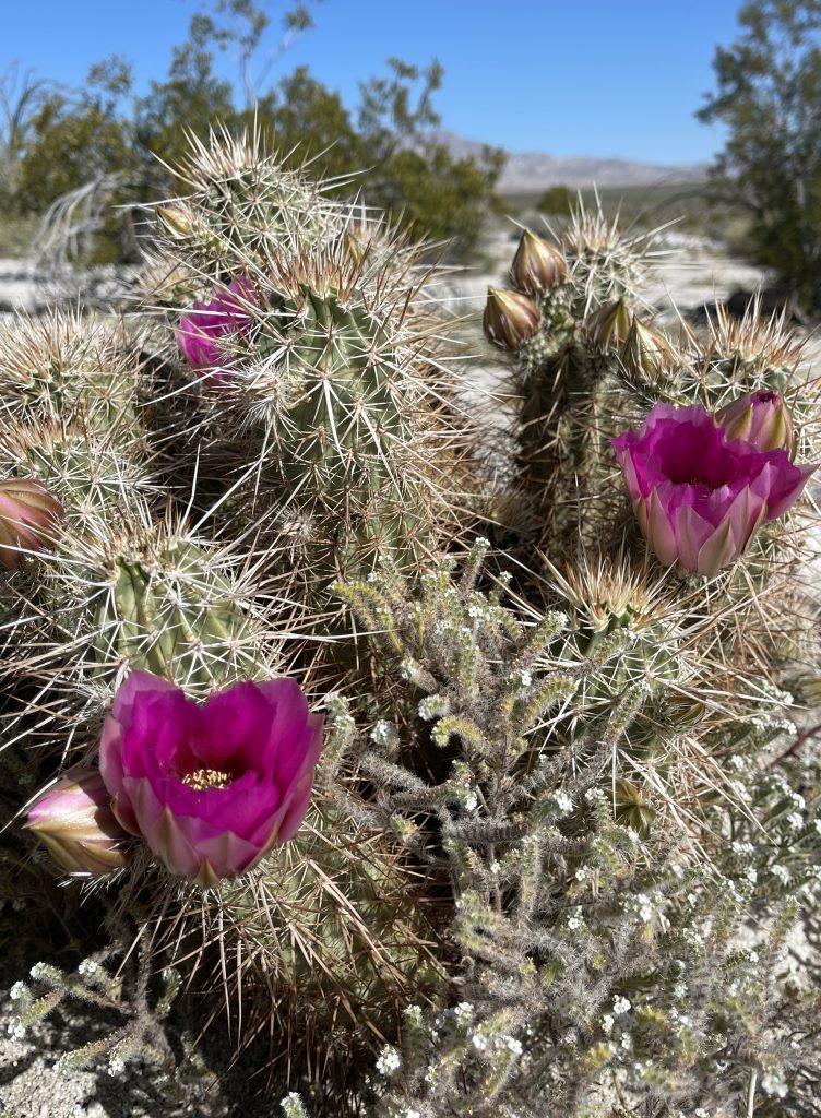 Strawberry Hedgehog cactus blooming in Anza Borrego