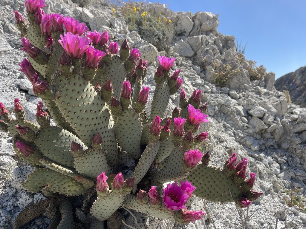 Brilliant Beavertail Cactus Blooms in Anza Borrego