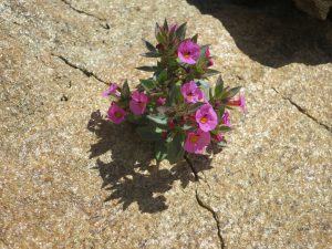 Bigelow's Monkey Flower coming up through a rock in Anza Borrego