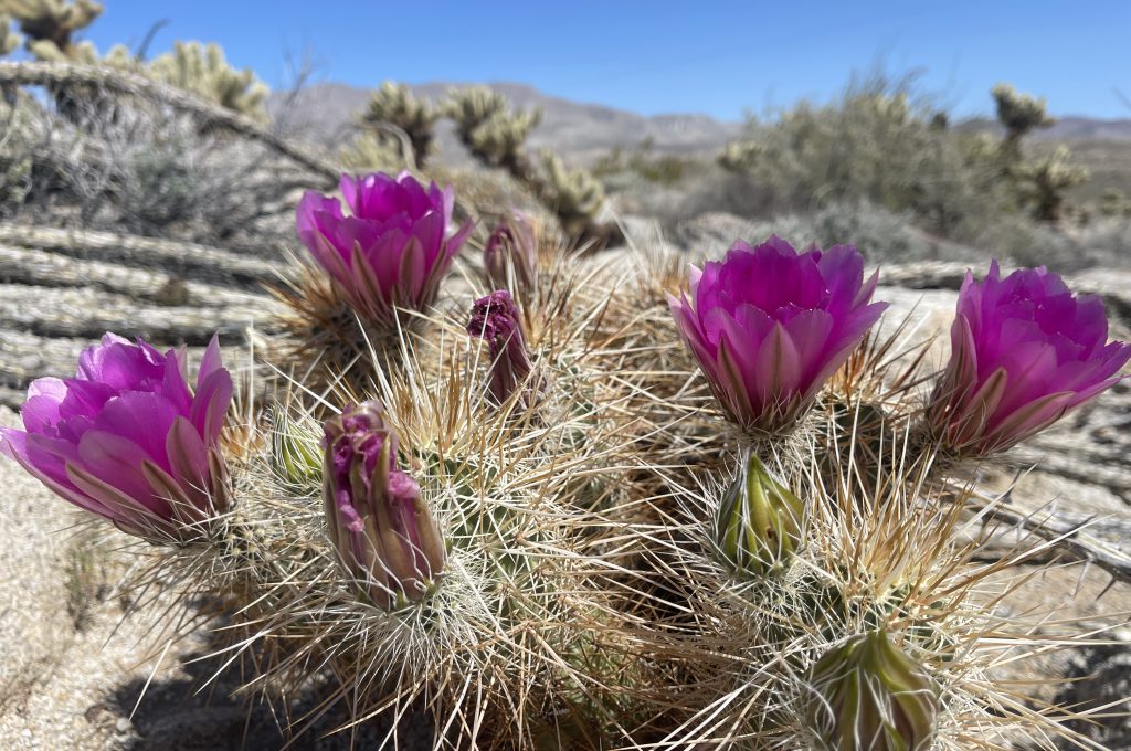 Strawberry Hedgehog Blooming near Inner Pasture - Anza Borrego Desert