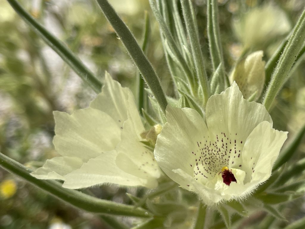 Ghost Flower in Inner Pasture - Anza Borrego