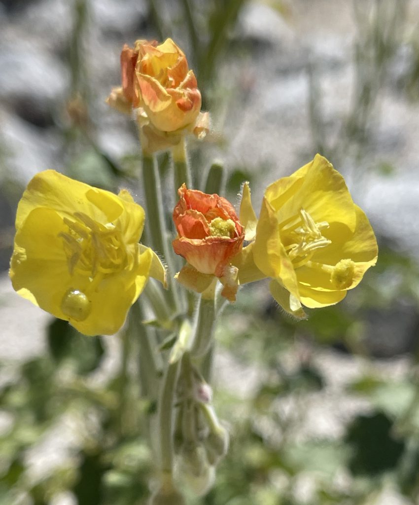 Primrose in Inner Pasture - Anza Borrego