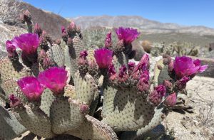 Beavertail Cactus Blooming near Inner Pasture - Anza Borrego Desert