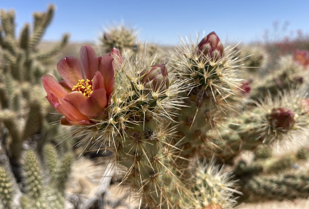 Wolf's Cholla in Jojoba Wash - Anza Borrego Desert 