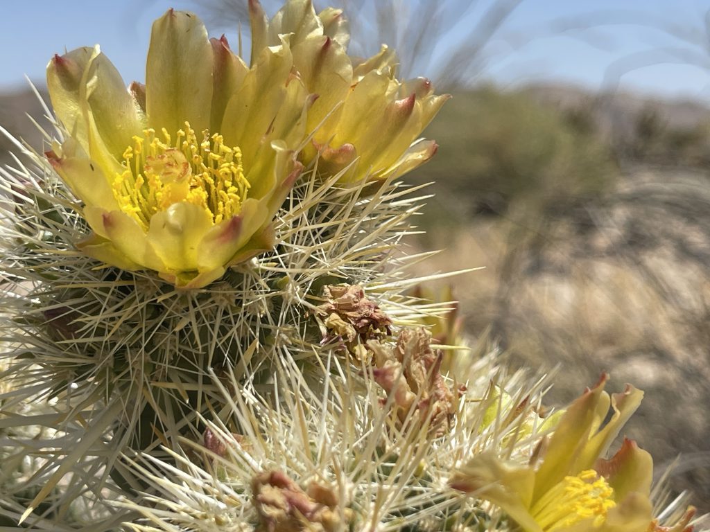 Gander's Cholla in Jojoba Wash - Anza Borrego Desert