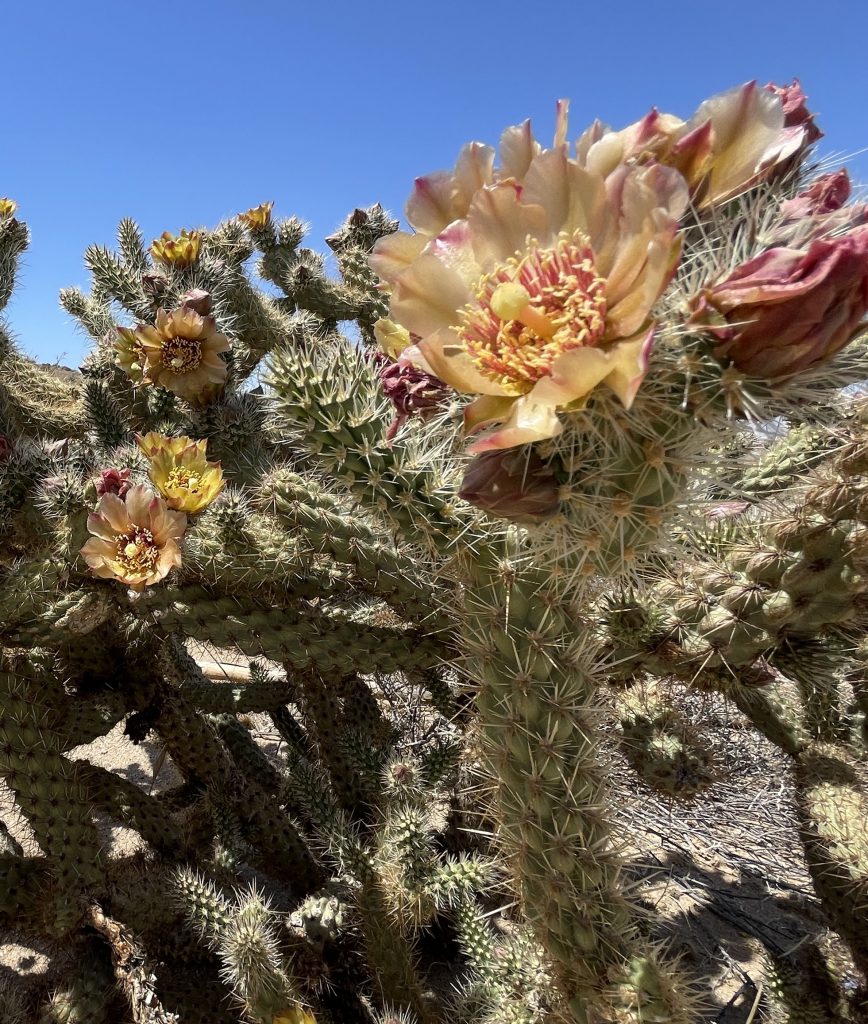 Cholla Blooms in Jojoba Wash - Anza Borrego Desert