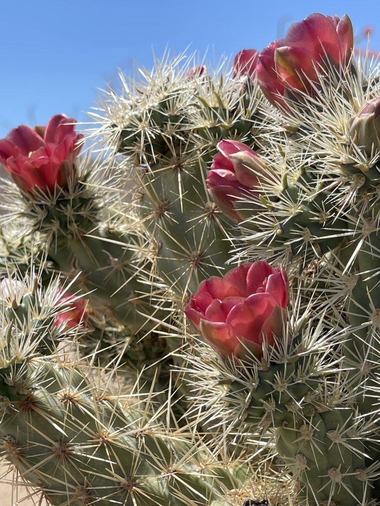 Wolf's Cholla in Jojoba Wash - Anza Borrego Desert