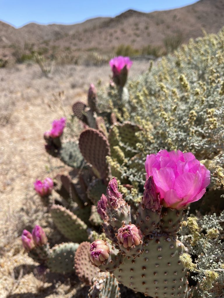 Beavertail Cactus in Jojoba Wash - Anza Borrego Desert