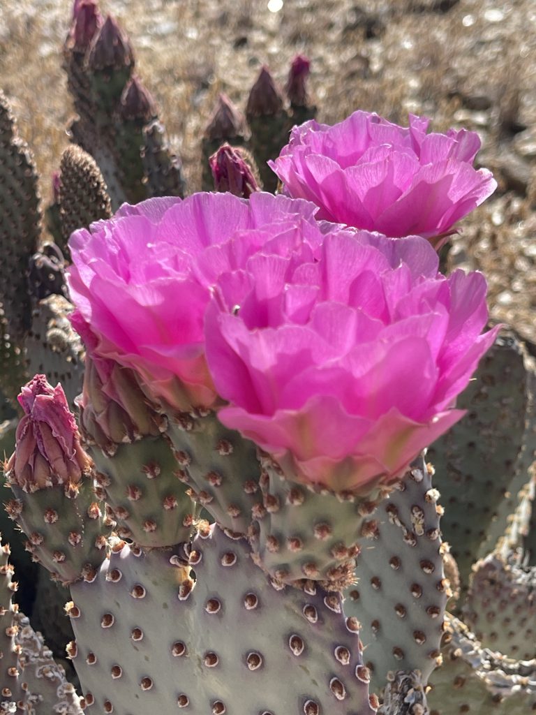 Beavertail Cactus Bloom in Jojoba Wash - Anza Borrego Desert