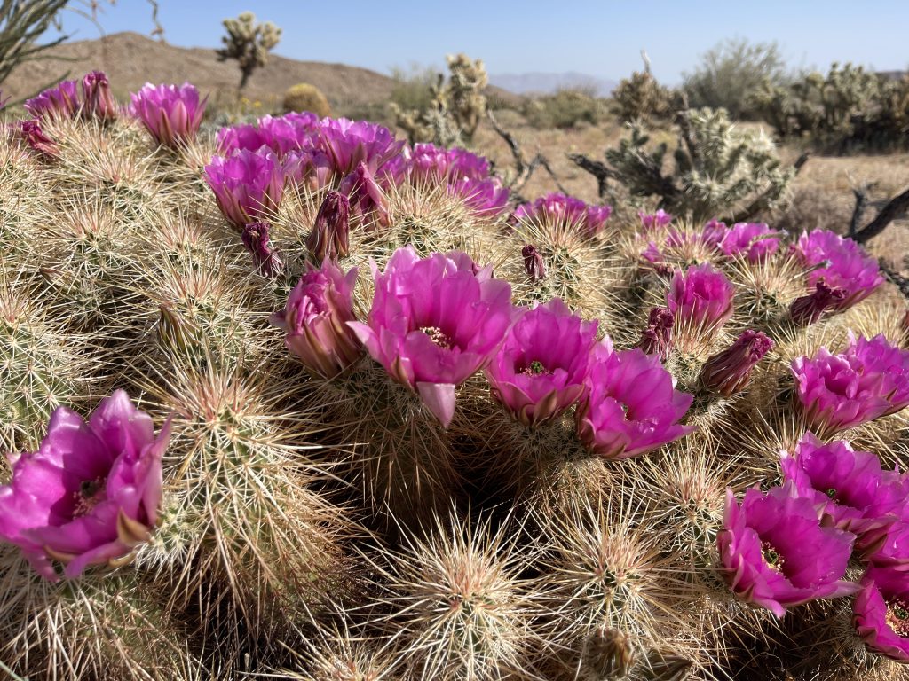 Hedgehog Cactus Flowers in Jojoba Wash - Anza Borrego Desert