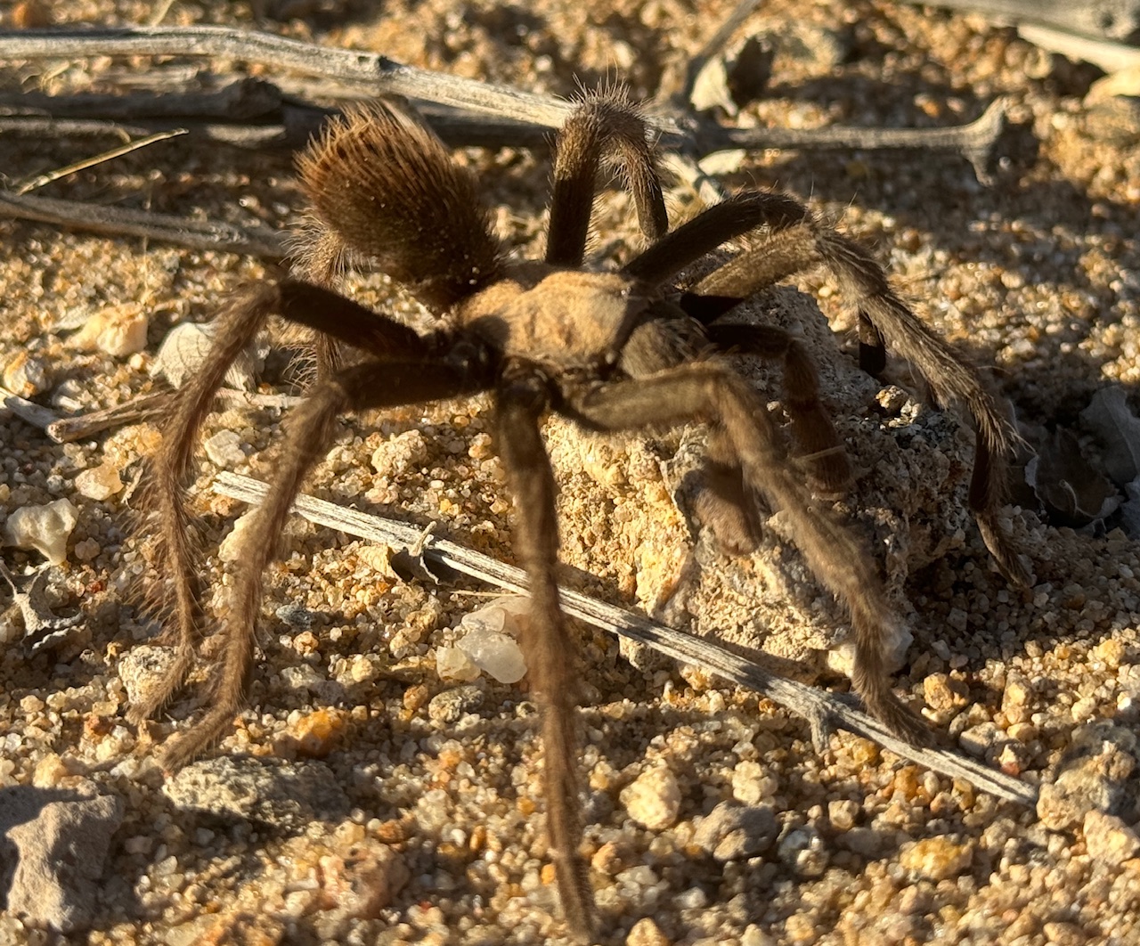 Curious Tarantula in the Anza Borrego Desert
