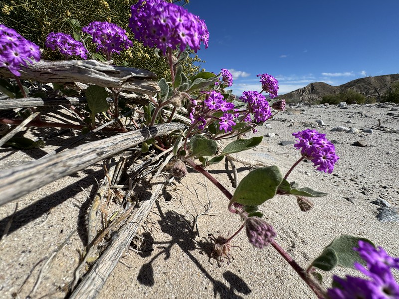 Anza Borrego Wildflower Update March 2024